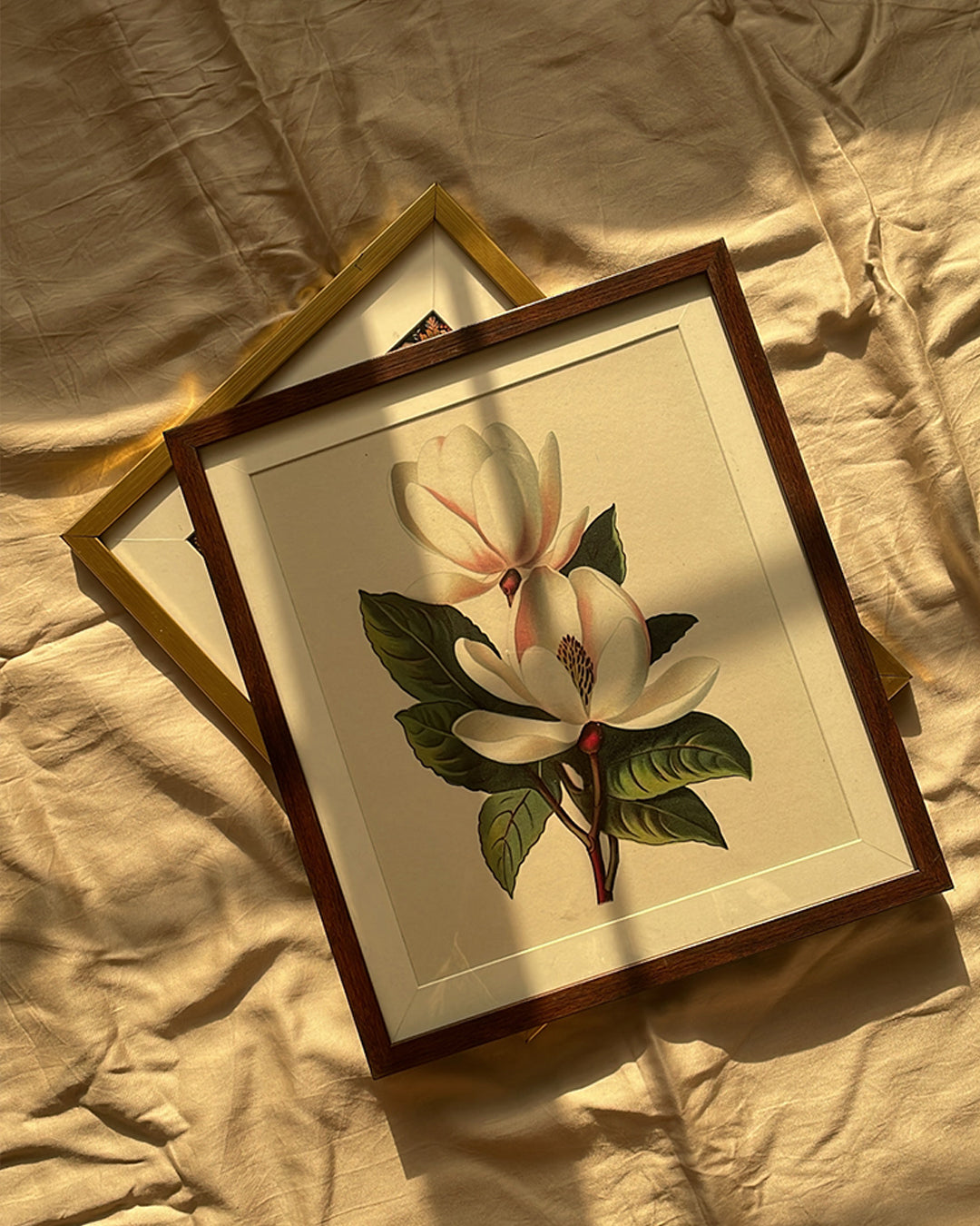 MAGNOLIA