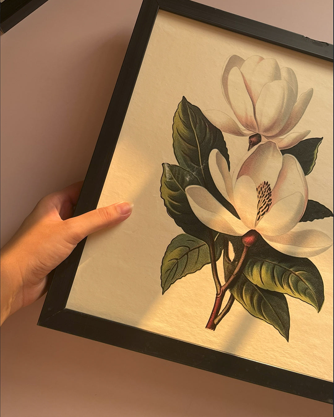 BOX MAGNOLIA